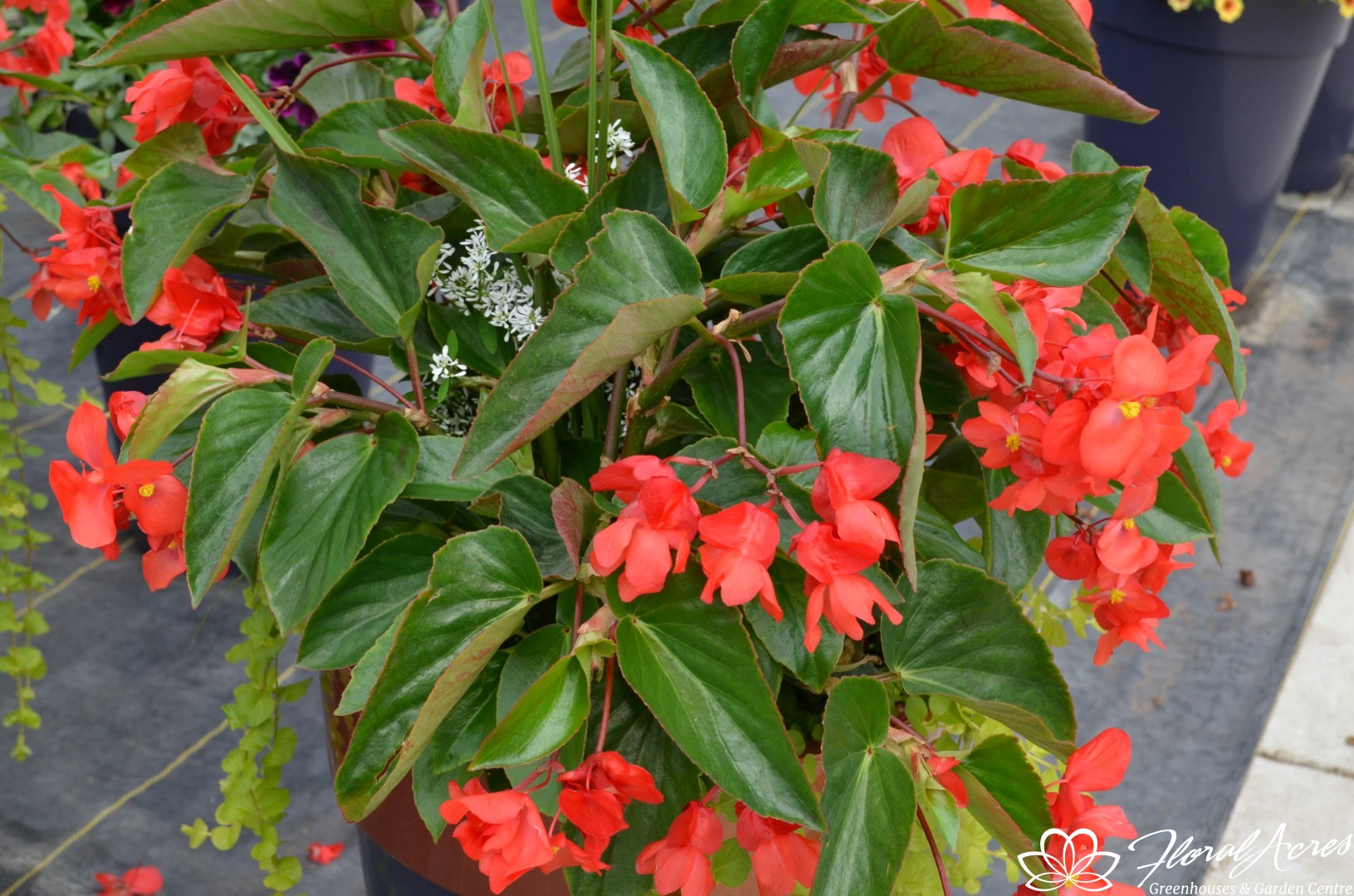 Begonia Dragon Wing Red Floral Acres
